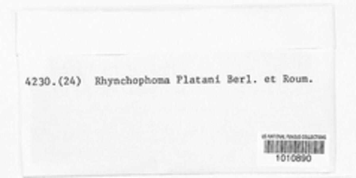 Rhynchophoma platani image